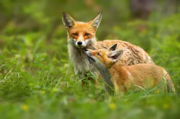 a couple of foxes in a grassy area