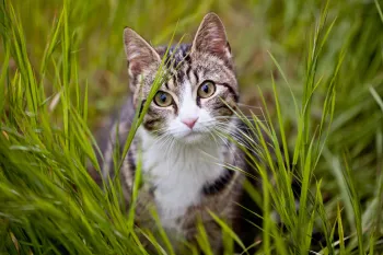 a cat in grass outside