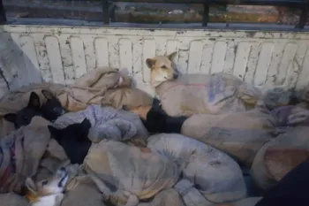 Dogs caught up in the dog meat trade in India