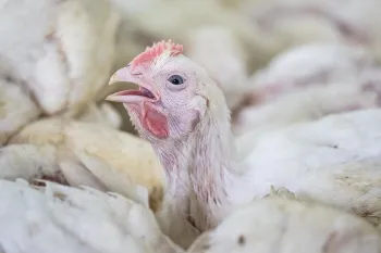 Chicken at a broiler farm