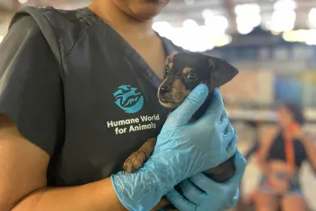 Holding a puppy in Costa Rica