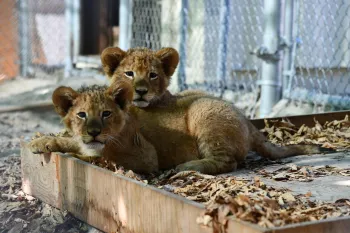 Lions rescued from a roadside zoo in Quebec resting in their temporary enclosures