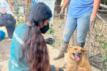Conducting an assessment and doing food distribution and offering veterinary care to animals affected by the floods in central eastern Mexico, particularly the state of Veracruz.