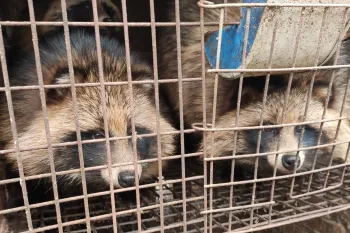Raccoon dogs on a fur farm