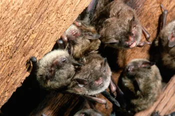 Bats