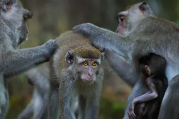 Macaque 