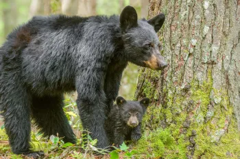 a black bear and a baby bear