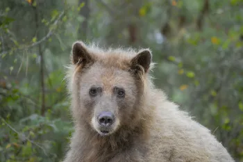 Eve, the bear, at Black Beauty Ranch