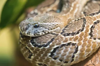 a snake with a black and white striped tail