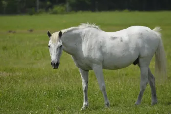 A healthy, recovered white horse walks through a green pasture at Black Beauty Ranch after one year of rehab
