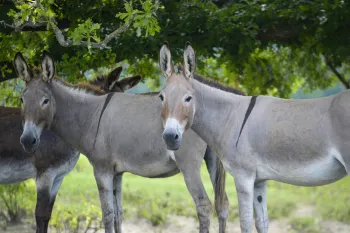 Donkeys enjoy roaming 800 acres at Black Beauty Ranch