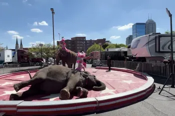 bullhook-wielding handlers force elephants to perform at a circus