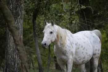 Farva, rescued from a neglect case in Camp County, Texas, now roams 800 acres enjoying life at Black Beuaty Ranch