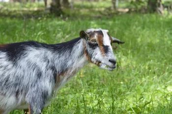 Fraggle Rock, an American pygmy goat, in grass