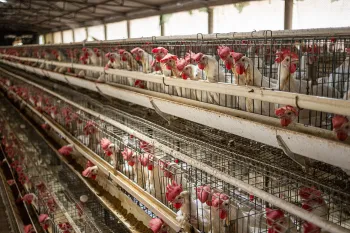 a group of chickens in a cage