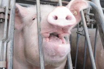 a pig in a small gestation crate