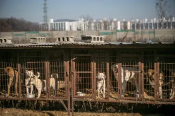 A dog meat farm in South Korea