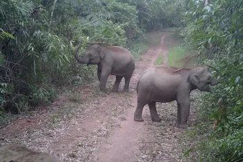 Viet Nam forest elephants
