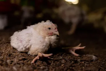 Chicken on a broiler farm too heavy to stand up