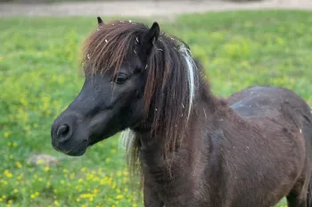 Horse in a grassy field