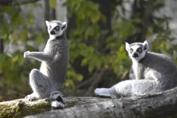A group of lemurs on a tree branch