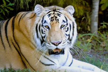 A tiger lying on grass
