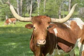 A cow in a field