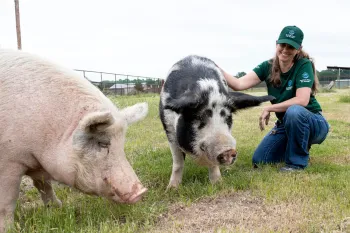 A person kneeling next to two pigs