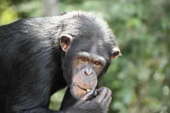 A close up of a retired chimp at Second Chance Chimp Refuge