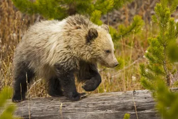 a young grizzly bear walking across a fallen tree trunk