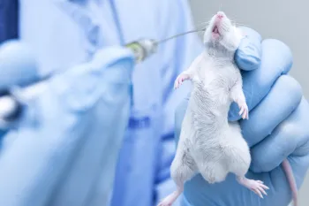 a mouse being tested on