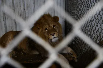 Big cat in captivity