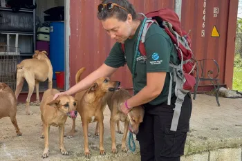a woman pets three dogs