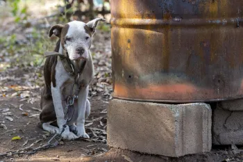 a dog on a chain outside