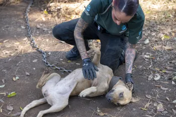 a woman petting a dog outside