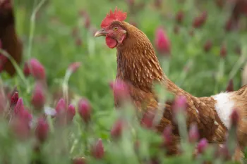 Chickens hunt and scratch for food in an open pasture