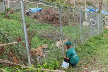 Caring for dogs after Hurricane Melissa in Jamaica