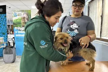 Chile Field Visit: Spay/Neuter & Wellness program Northern and Metropolitan Regions