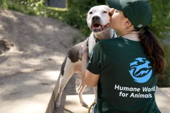 Staff interact with dogs while wearing Humane World for Animals branded clothing, in Asheville, NC
