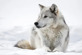 A grey wolf laying in white snow