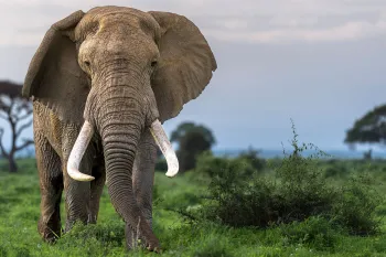 An African elephant with large tusks grazes in Amboseli National Park, Kenya