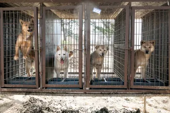 Dogs in tiny wire cages outdoors
