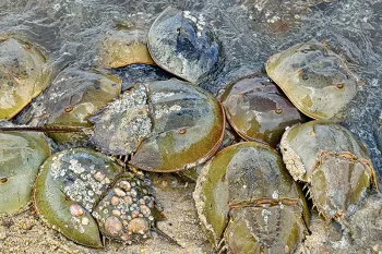 Photo of horseshoe crabs on beach