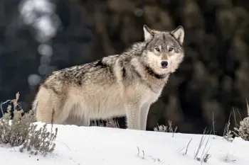 Photo of a wolf standing in the snow in Yellowstone in Winter in Yellowstone National Park.