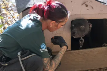 Humane World for Animals assists the South Carolina Law Enforcement Division with two alleged dogfighting seizures in rural Chester County, S.C.