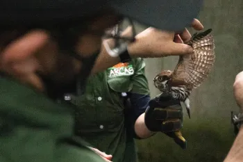 ARCAS Rescue Center staff and volunteers, supported by Humane World for Animals, release a bird.