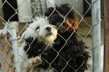 Two dogs, one white and one black, with matter fur stand up behind a wire fence.