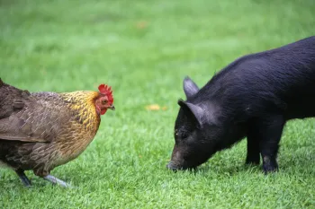 A chicken and a pig stand near each other in the grass.