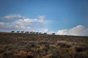 A row of eleven wild horses walk across the horizon.