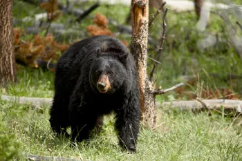 black bear sow walking through the grass with trees in the background.